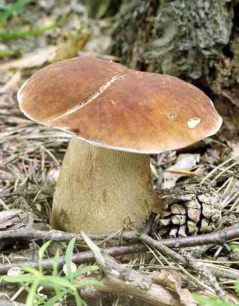  Image name: 81 Porcino.jpg 
 width: 469 pixel 
 height: 600 pixel 
 Size: 27734 bytes 
 Click to enlarge 